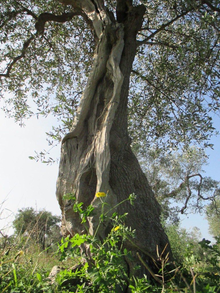 Olivo6